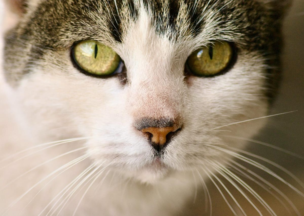 head of cat
