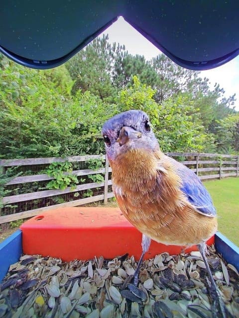 Smart bird feeder with camera on a backyard post