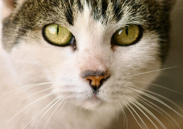 head of cat
