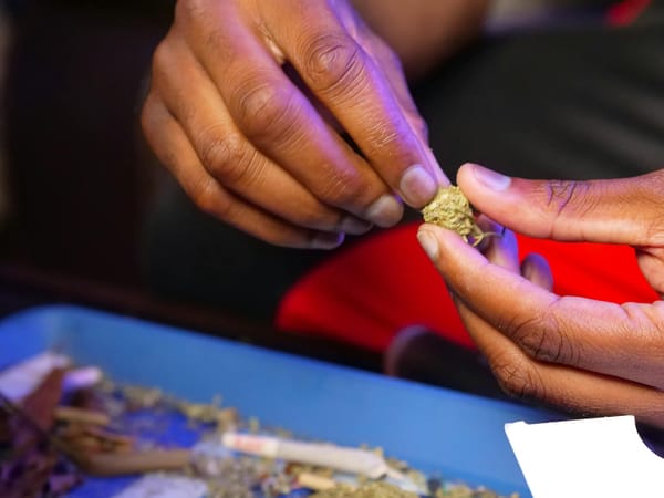 close up photo of person holding skunk weed