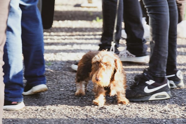 a small dog walking down a street next to a group of people
